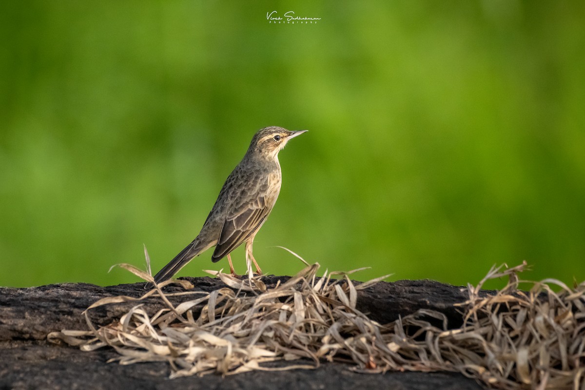 Long-billed Pipit (Indian) - ML625190463