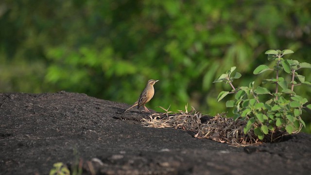 Long-billed Pipit (Indian) - ML625190480