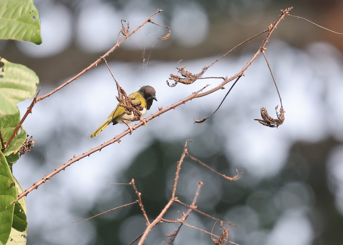 Masked Apalis - ML625190602