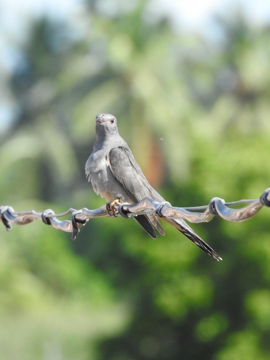 Gray-bellied Cuckoo - ML625190646