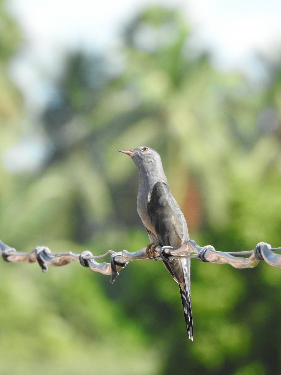 Gray-bellied Cuckoo - ML625190647