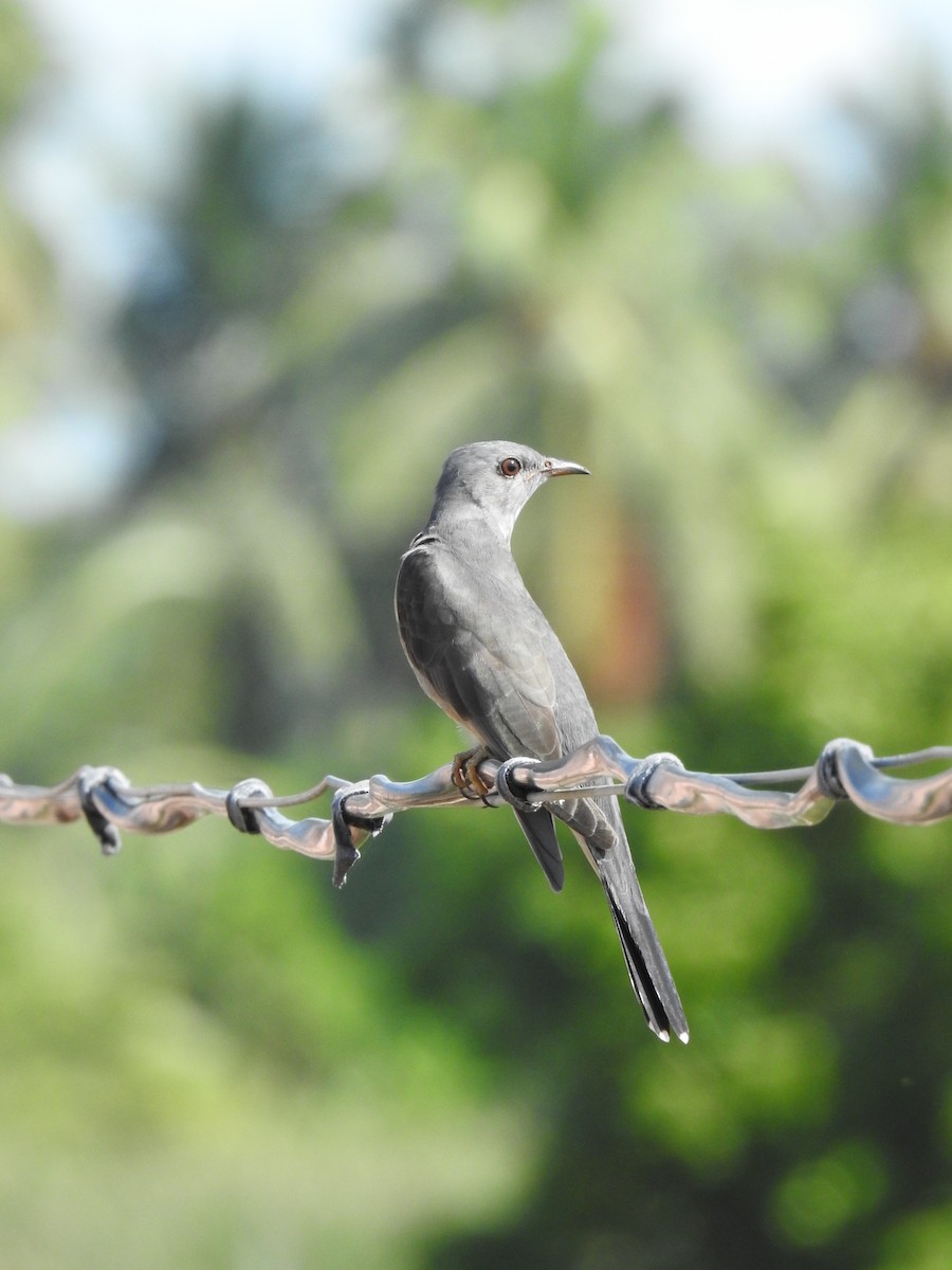 Gray-bellied Cuckoo - ML625190648