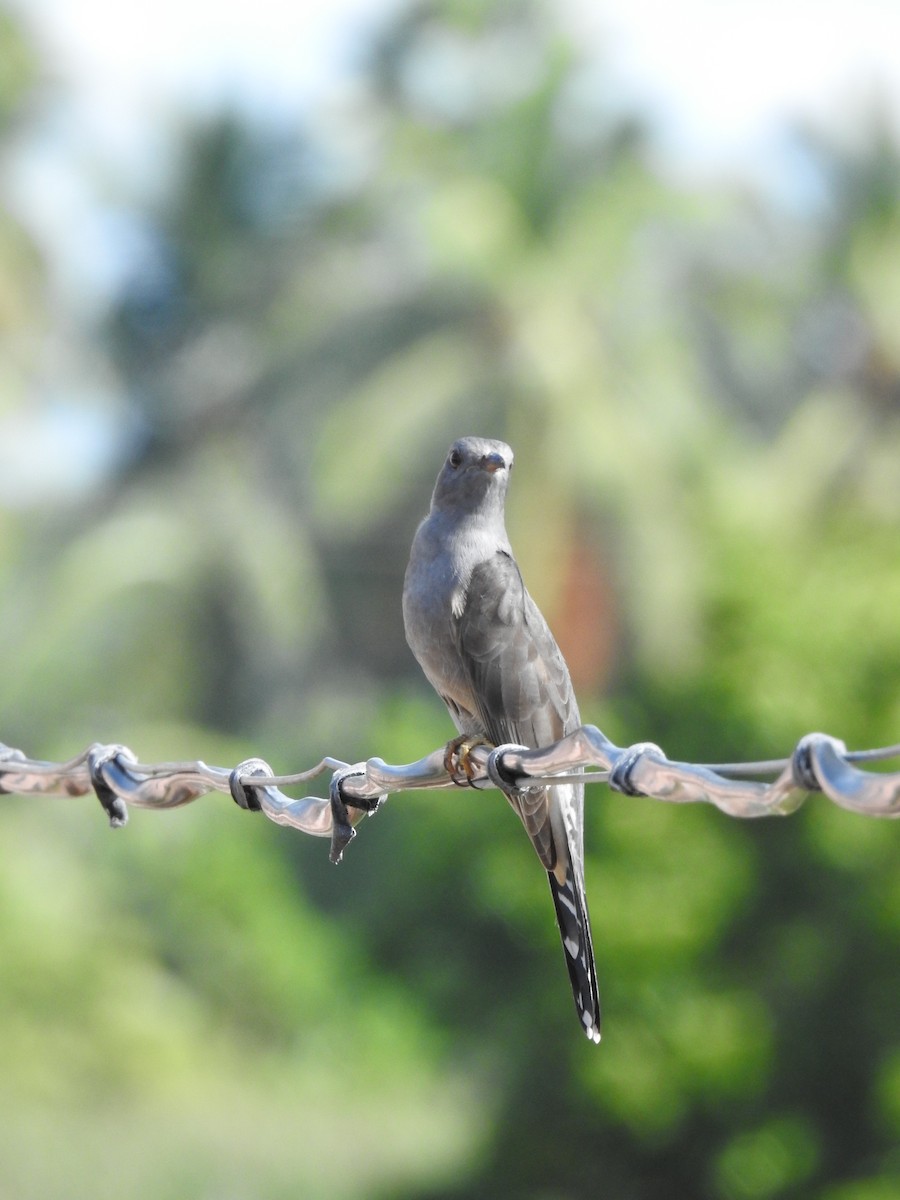 Gray-bellied Cuckoo - ML625190649