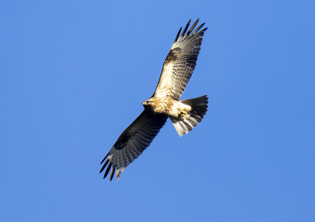 Eastern Buzzard - ML625190775