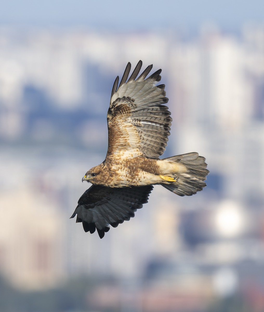 Eastern Buzzard - ML625190776