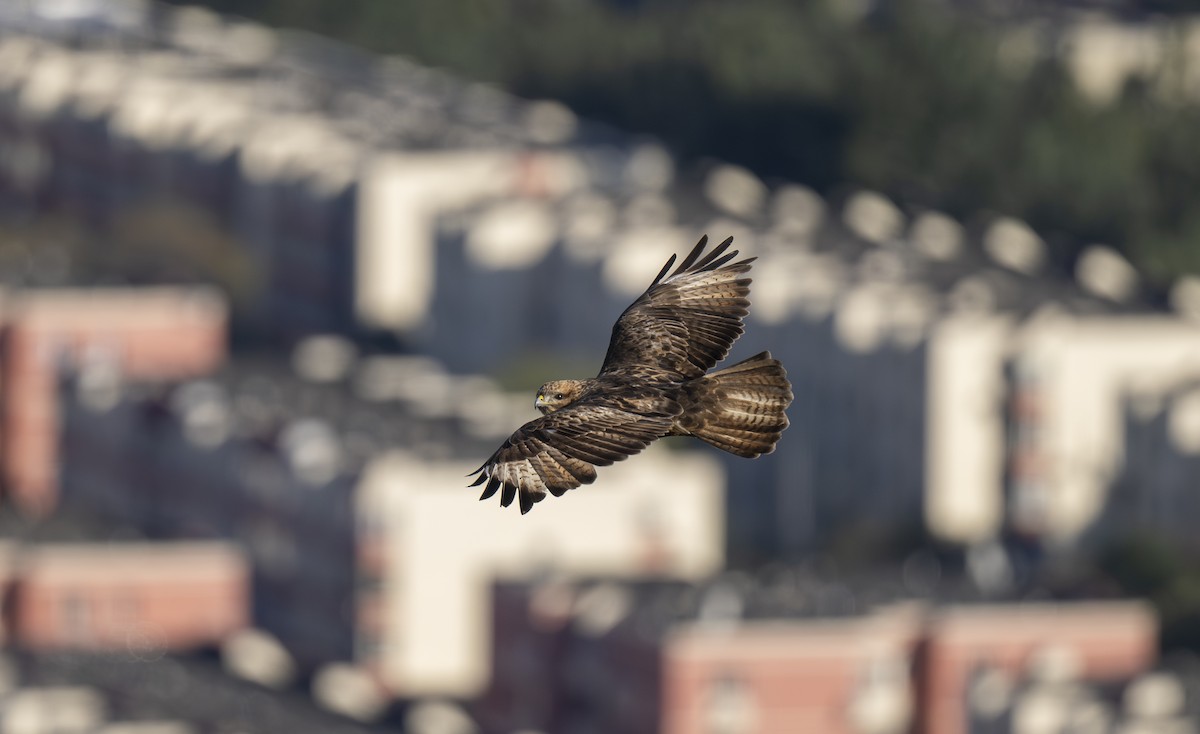 Eastern Buzzard - ML625190778