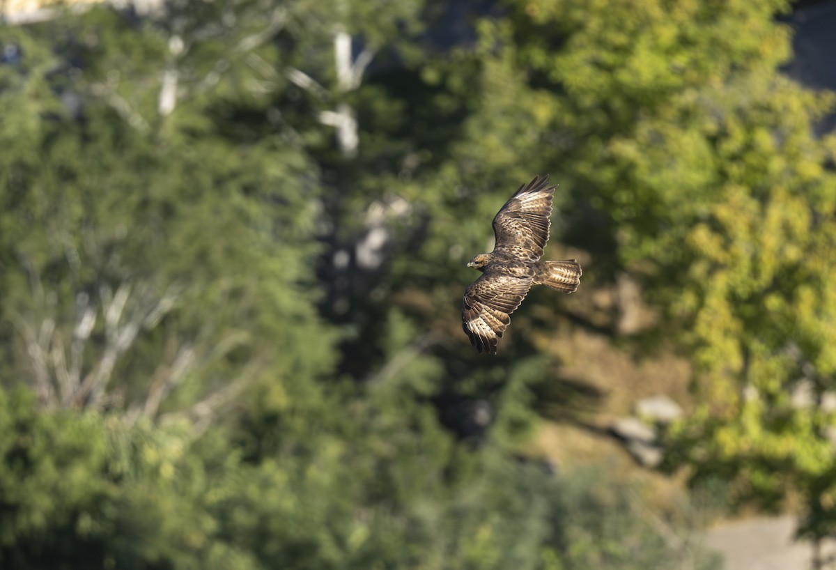 Eastern Buzzard - ML625190779