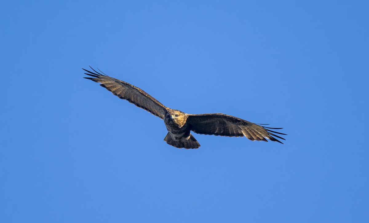 Eastern Buzzard - ML625190780