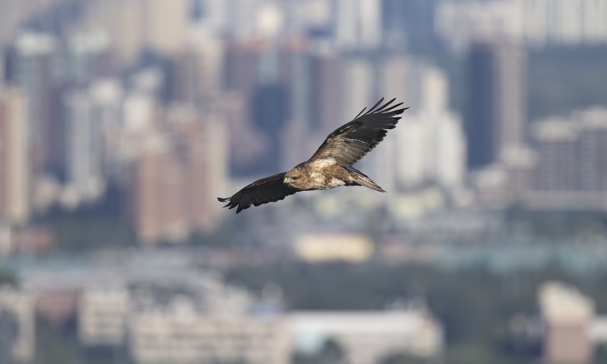 Eastern Buzzard - ML625190781