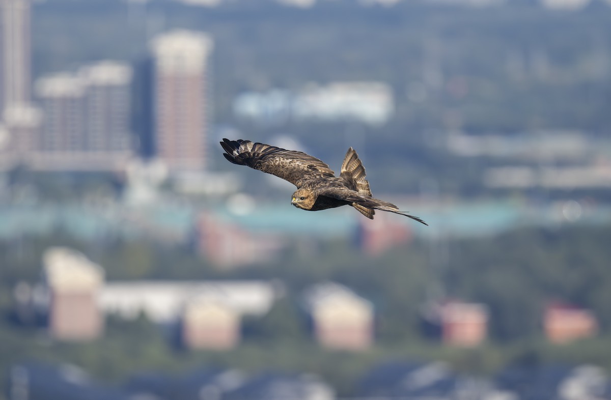 Eastern Buzzard - ML625190782