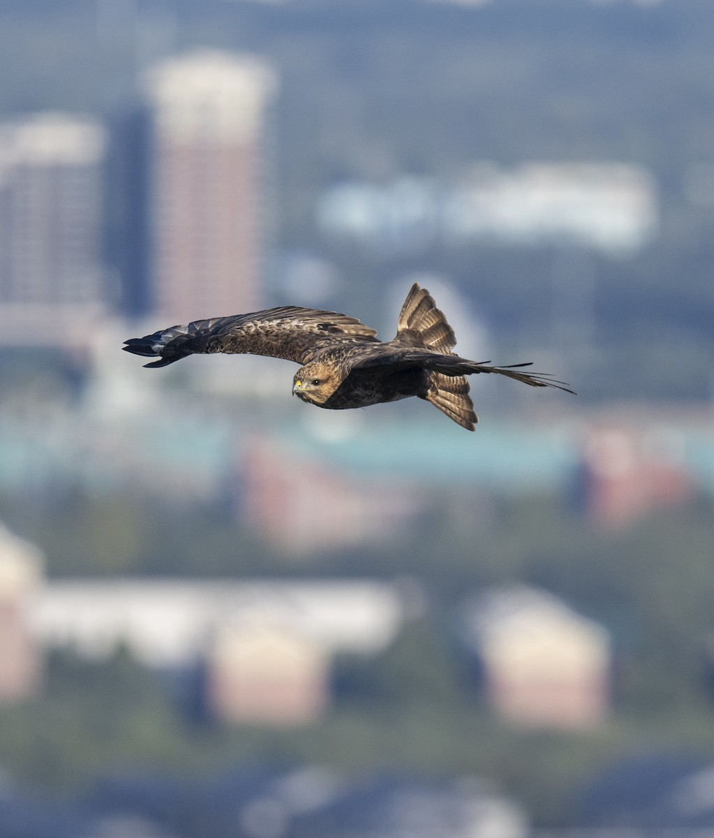 Eastern Buzzard - ML625190783