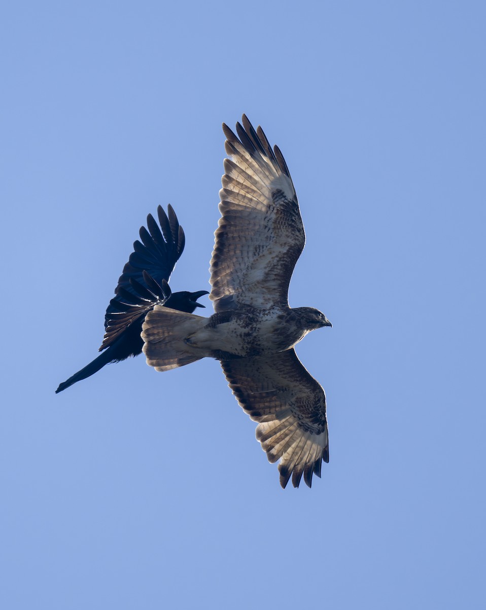 Eastern Buzzard - ML625190784