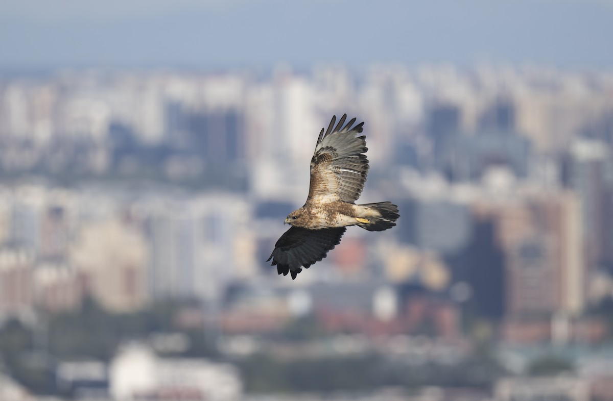 Eastern Buzzard - ML625190785