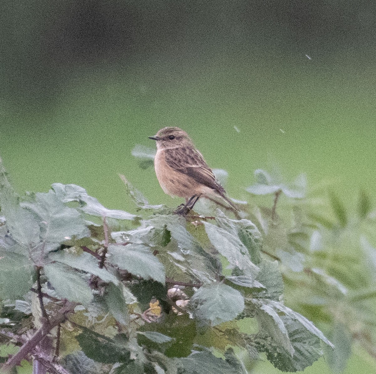 Tarabilla Europea - ML625190815