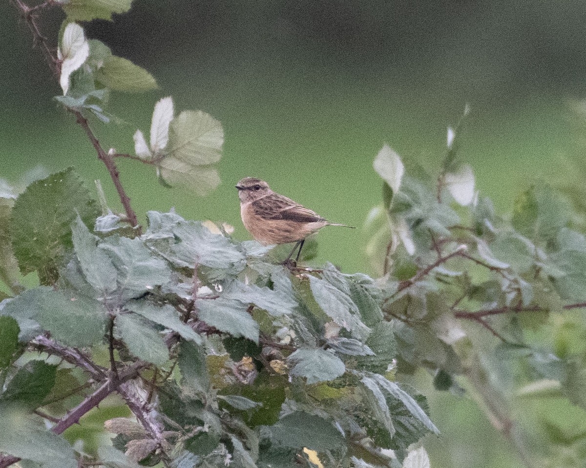 Tarabilla Europea - ML625190816