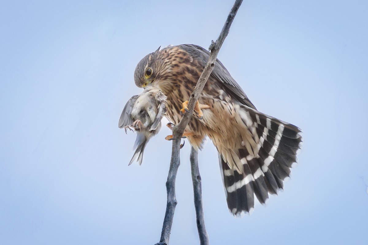 Merlin - Brad Reinhardt