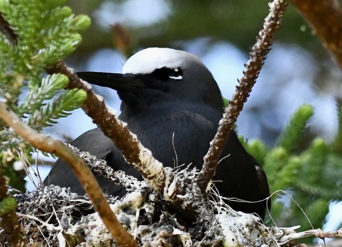 Black Noddy - ML625190915