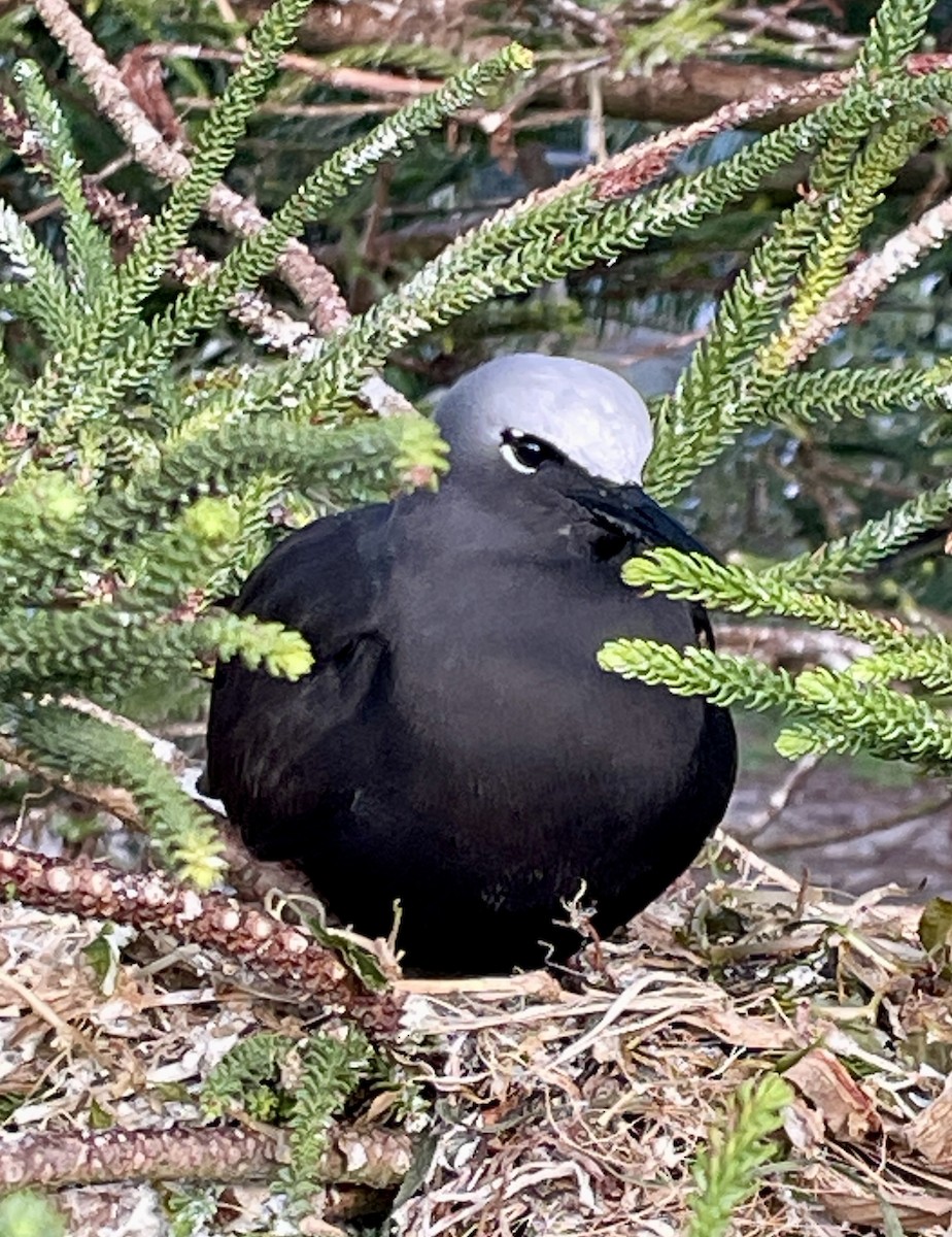 Black Noddy - ML625190916