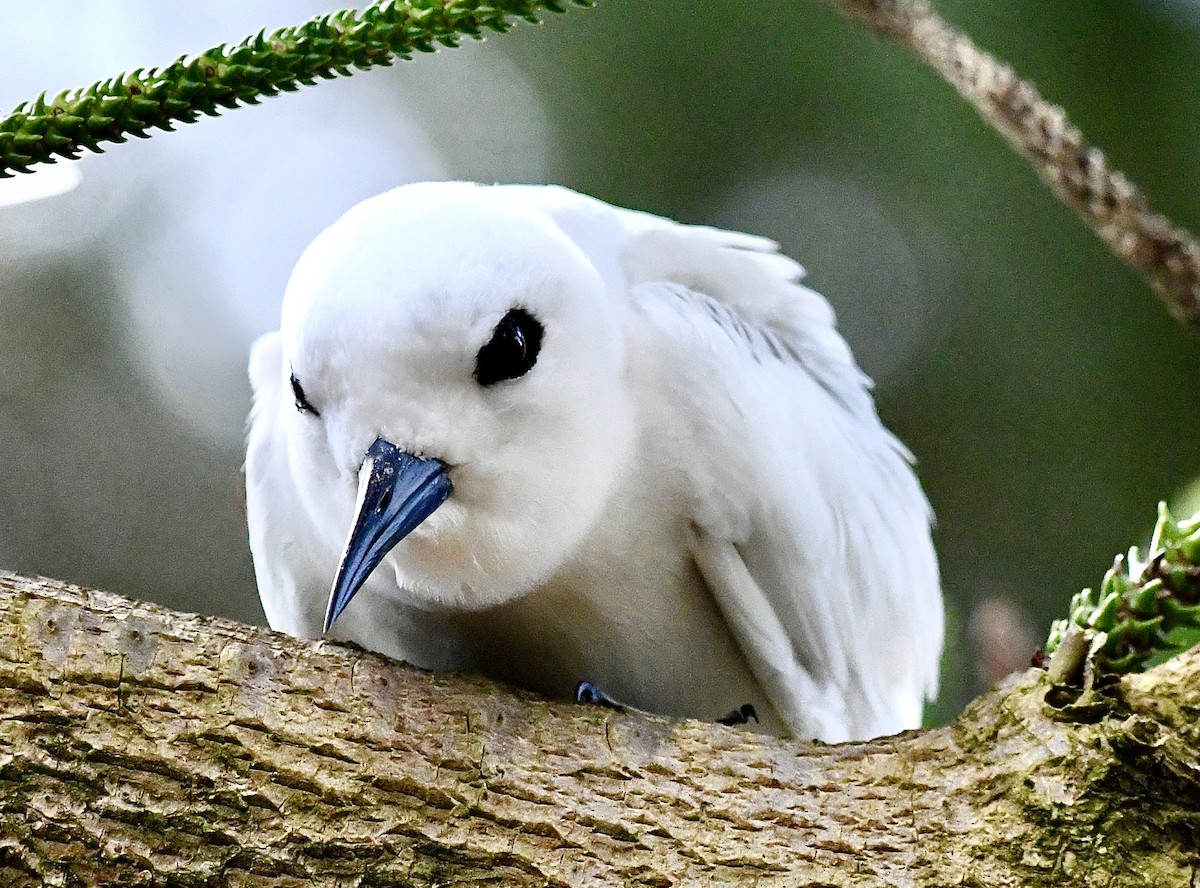 White Tern - ML625190924