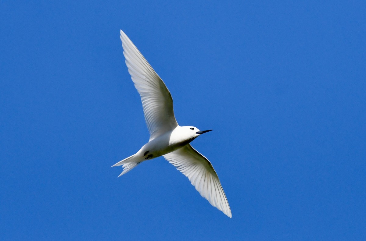 White Tern - ML625190925