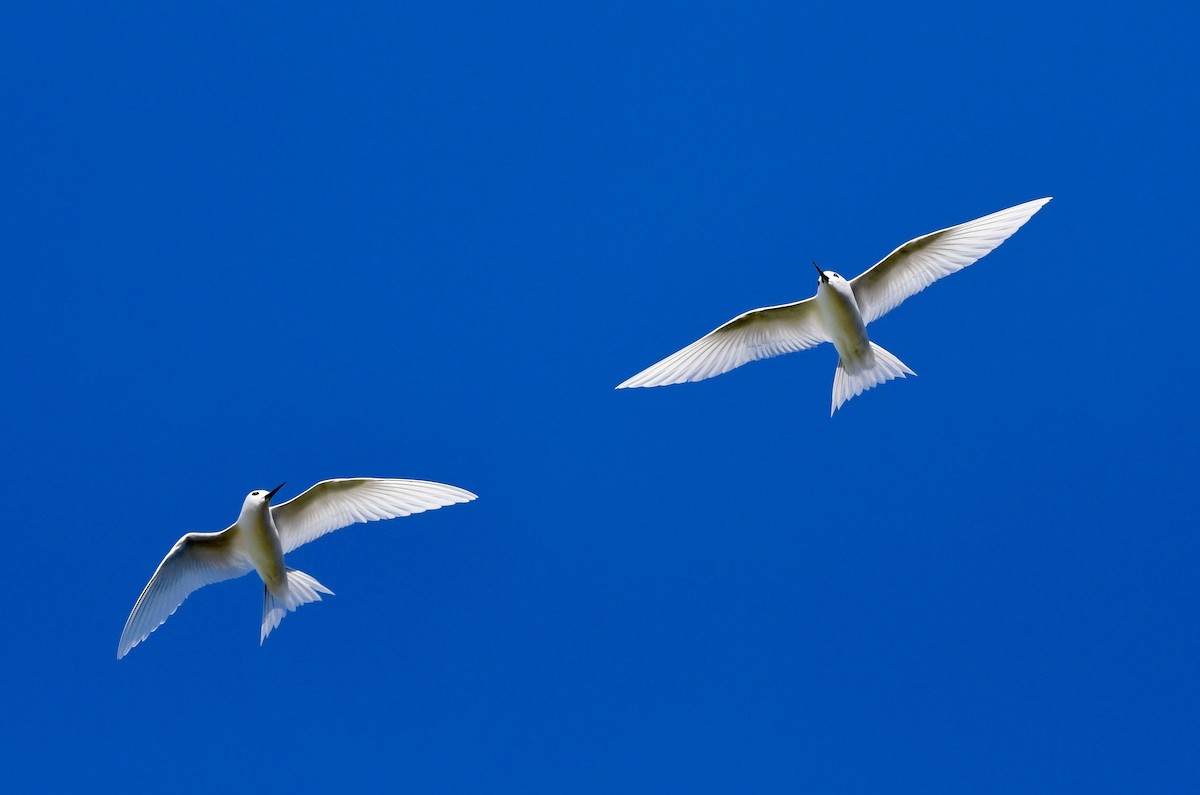 White Tern - ML625190926