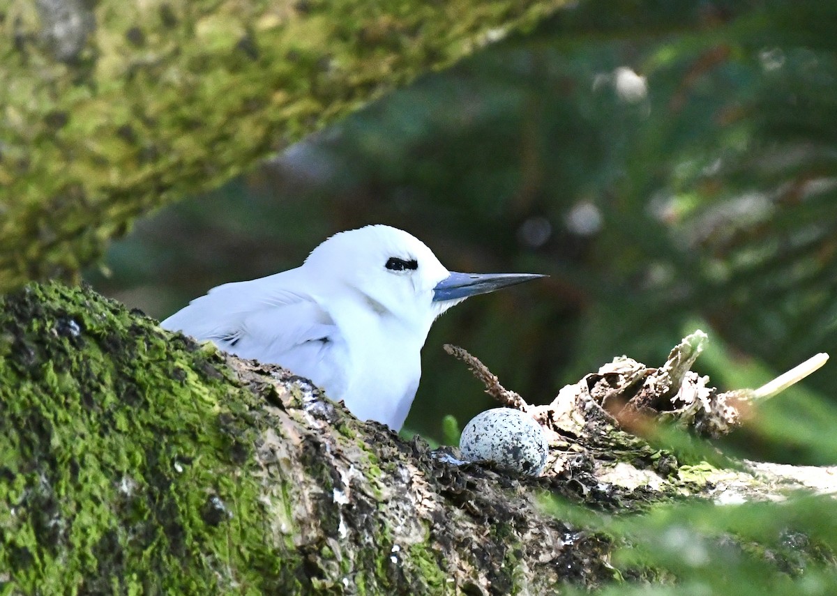 White Tern - ML625190927