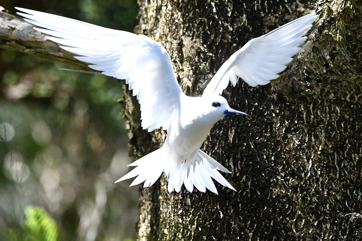 White Tern - ML625190928