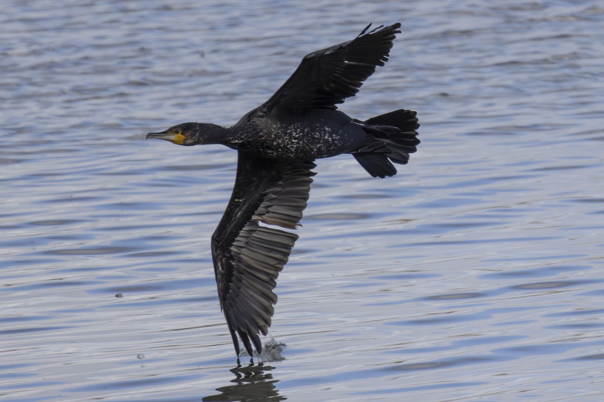 Kormoran - ML625190935