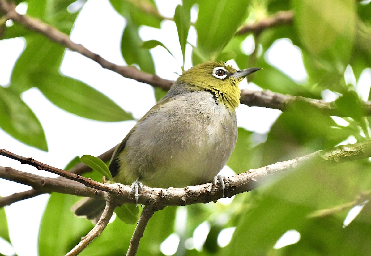 Silvereye - ML625191004