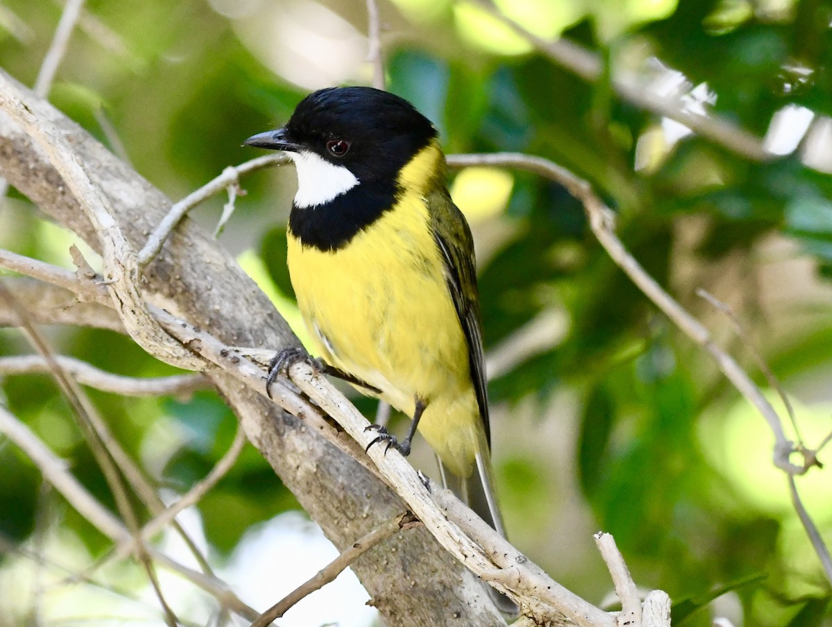 Golden Whistler (Eastern) - ML625191019