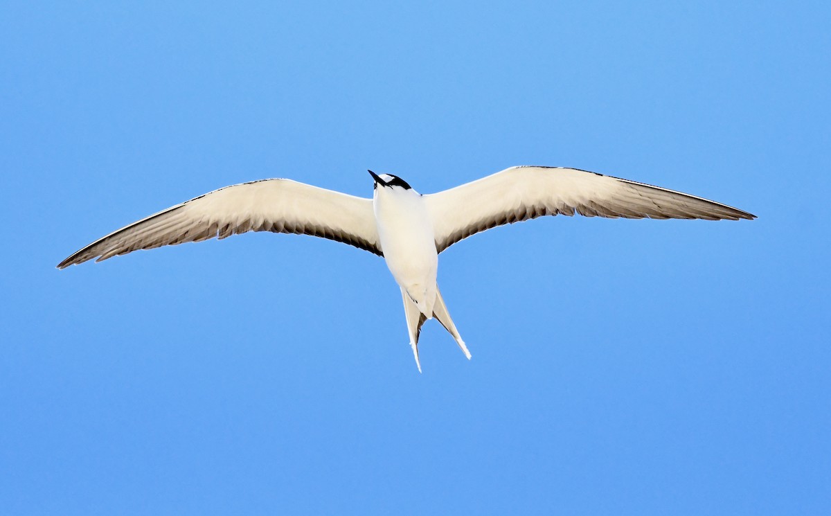 Sooty Tern - ML625191034