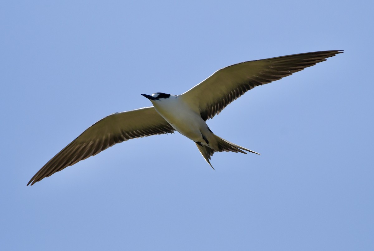 Sooty Tern - ML625191035