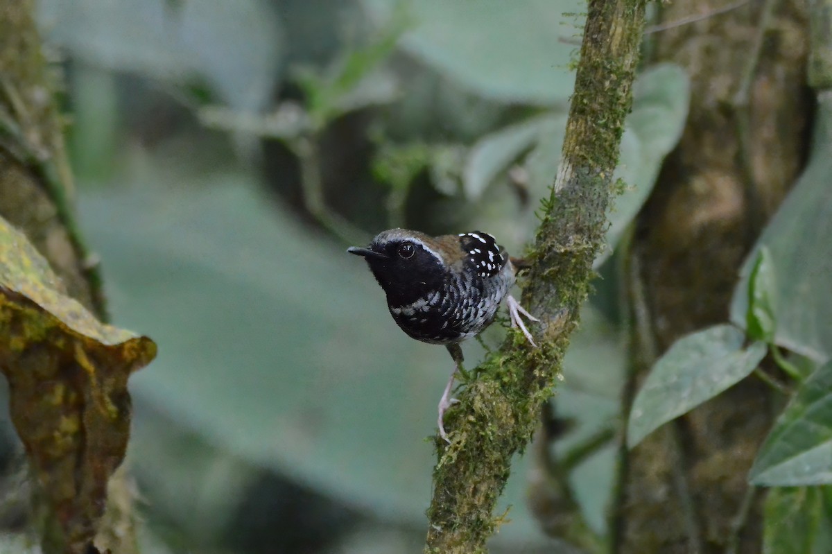 Squamate Antbird - Arthur Geilvoet