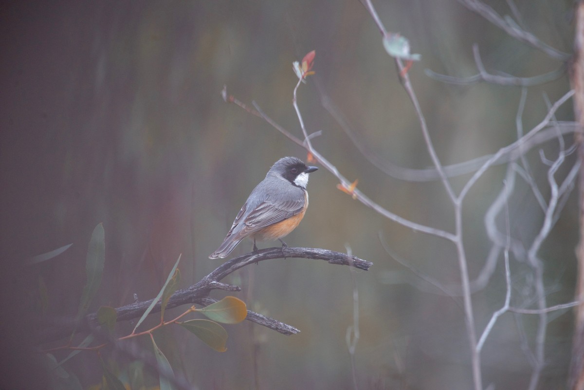 Rufous Whistler - ML625191117