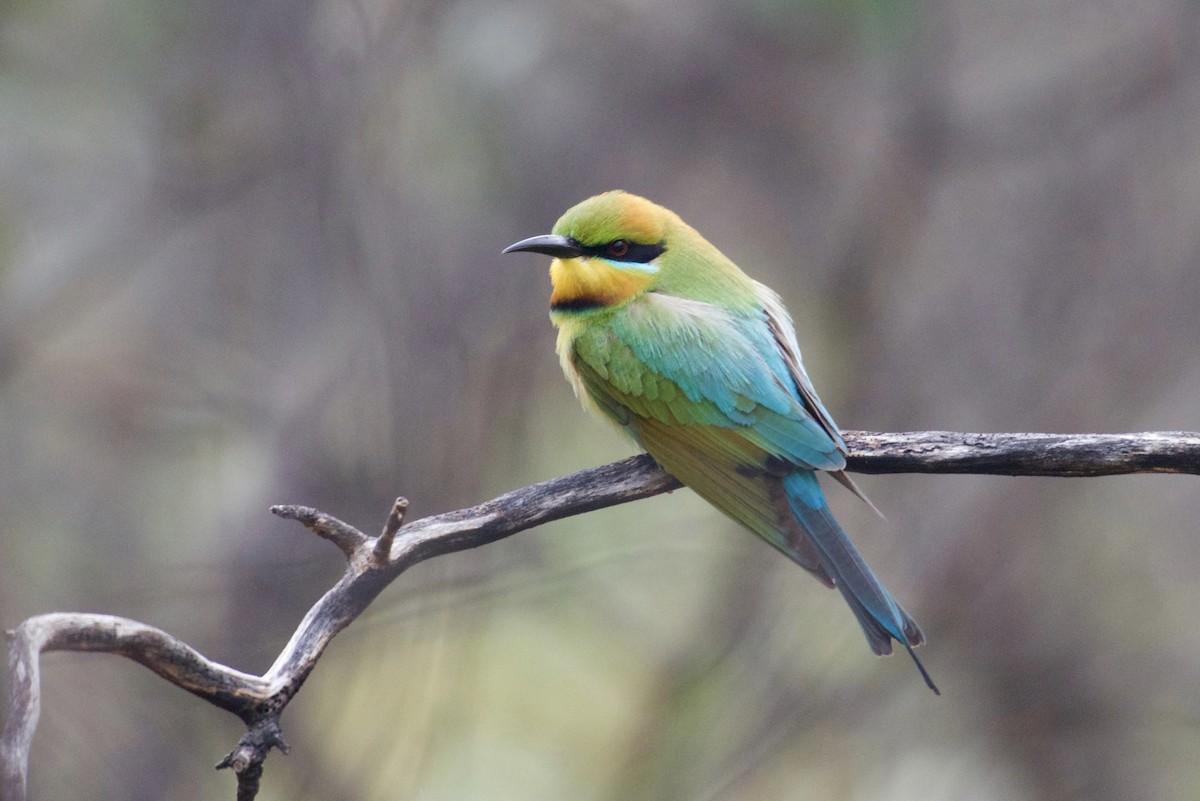 Rainbow Bee-eater - ML625191156