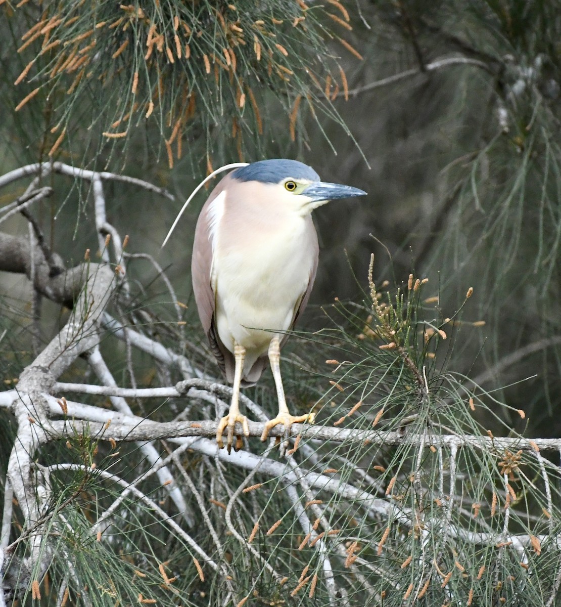 Nankeen Night Heron - ML625191165