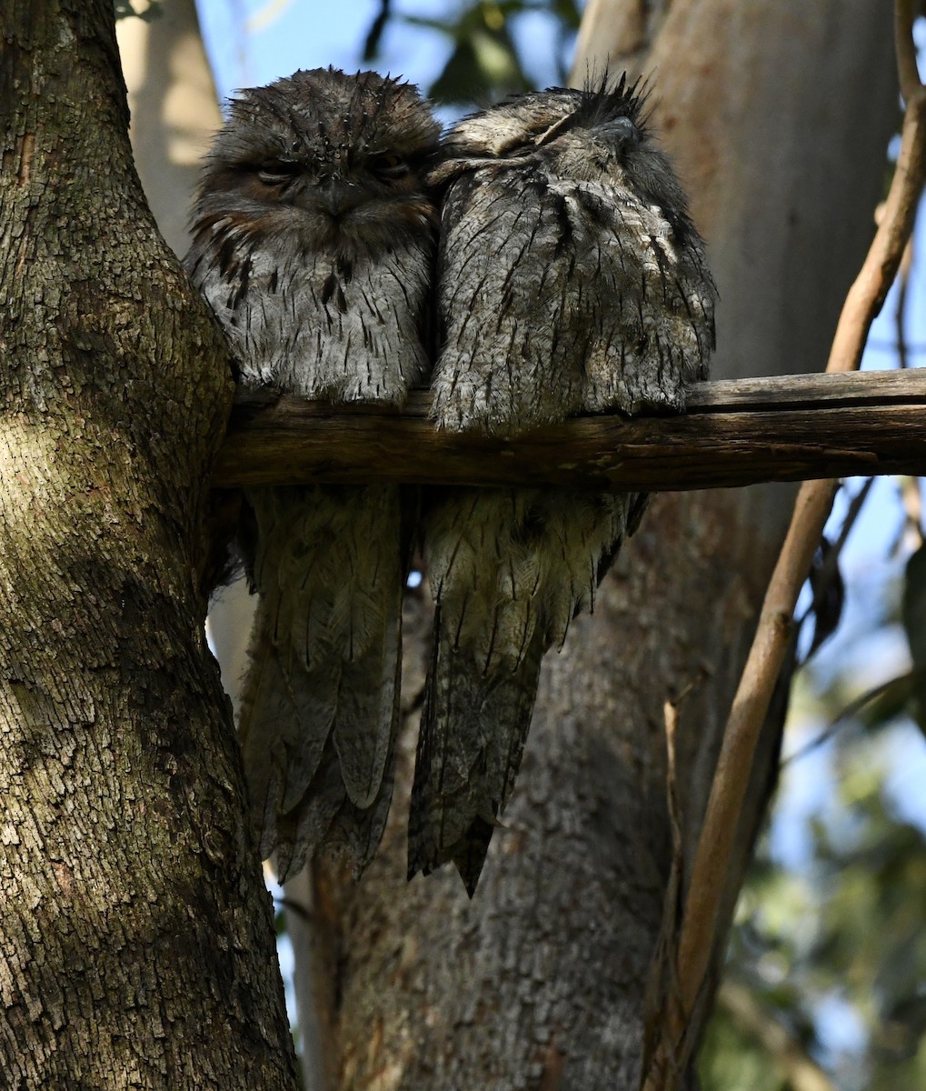 Tawny Frogmouth - ML625191205