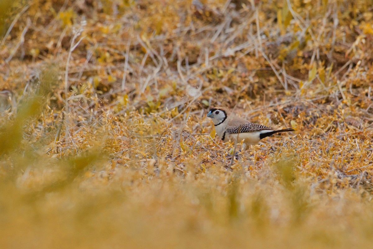 Double-barred Finch - ML625191214