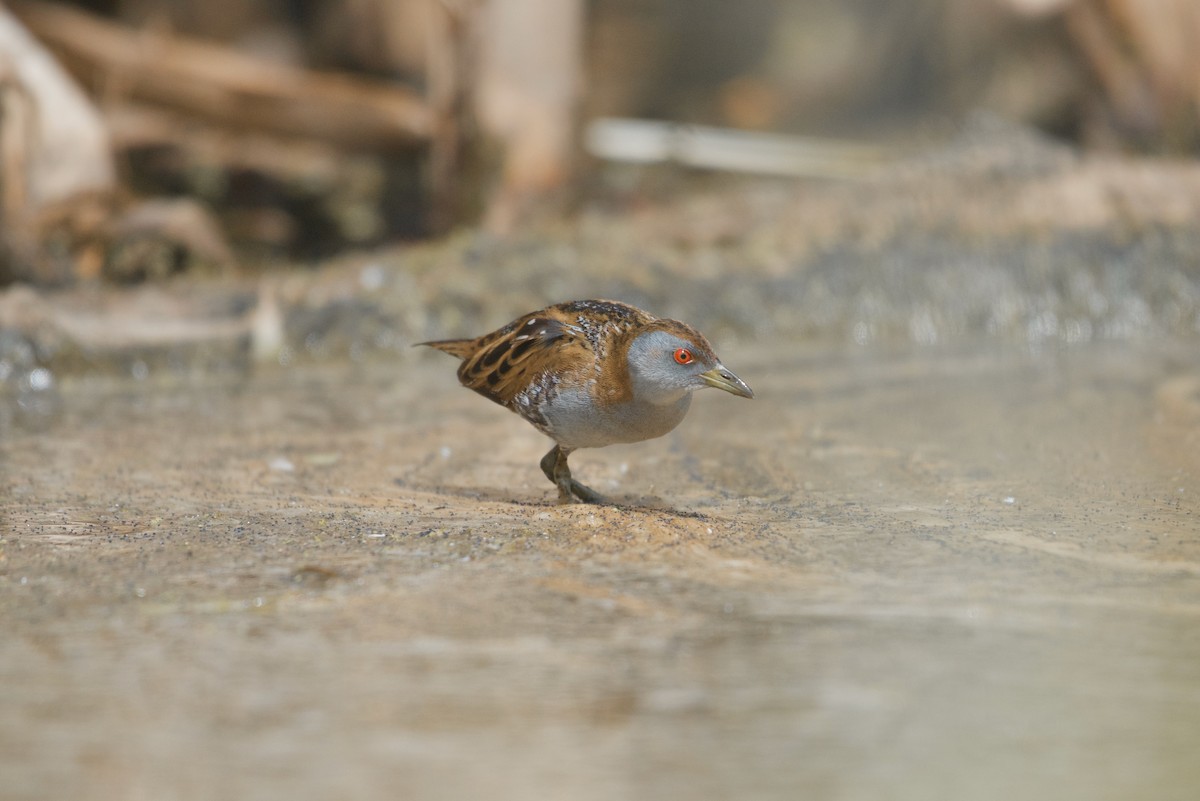 Baillon's Crake - ML625191230