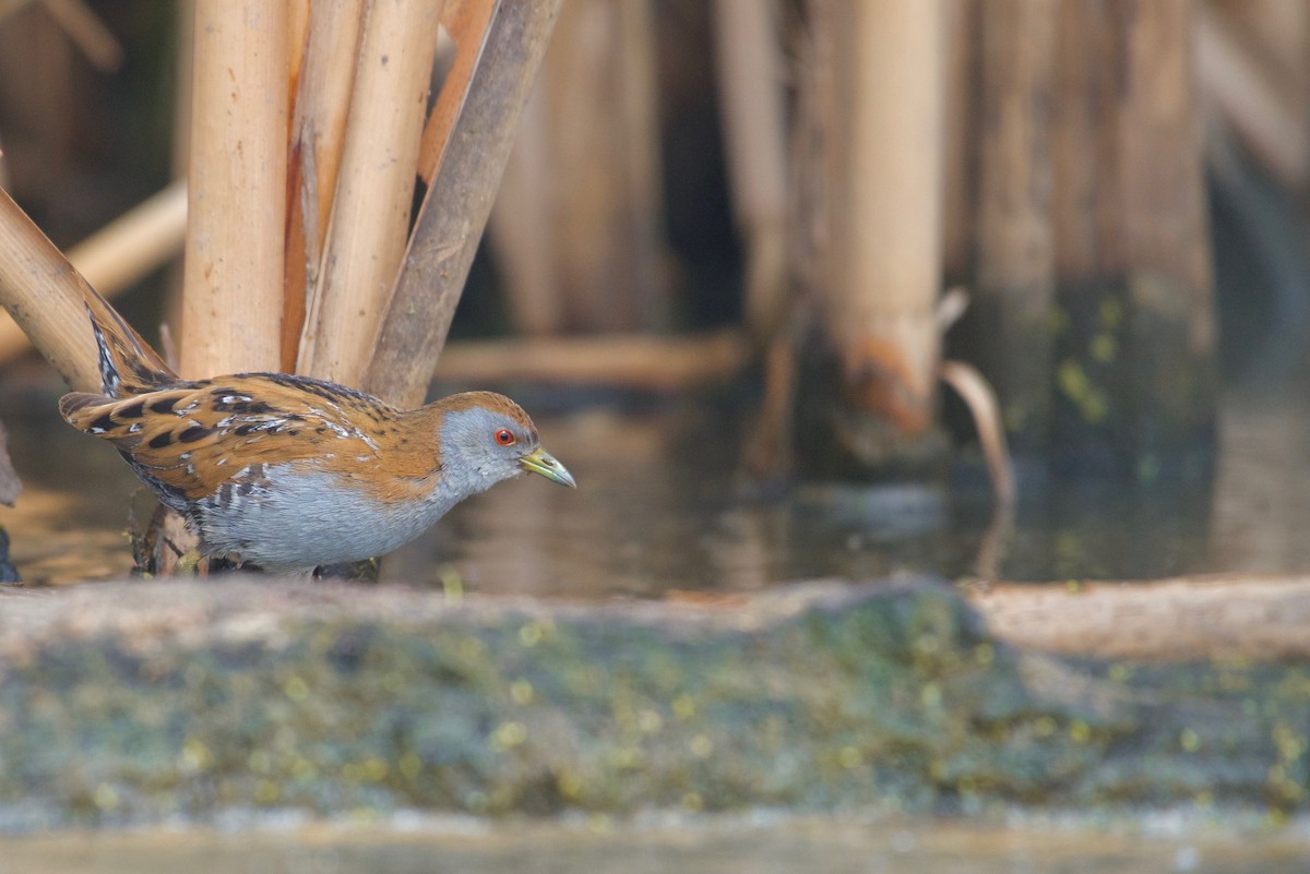 Baillon's Crake - ML625191231
