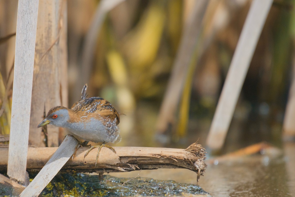 Baillon's Crake - ML625191232