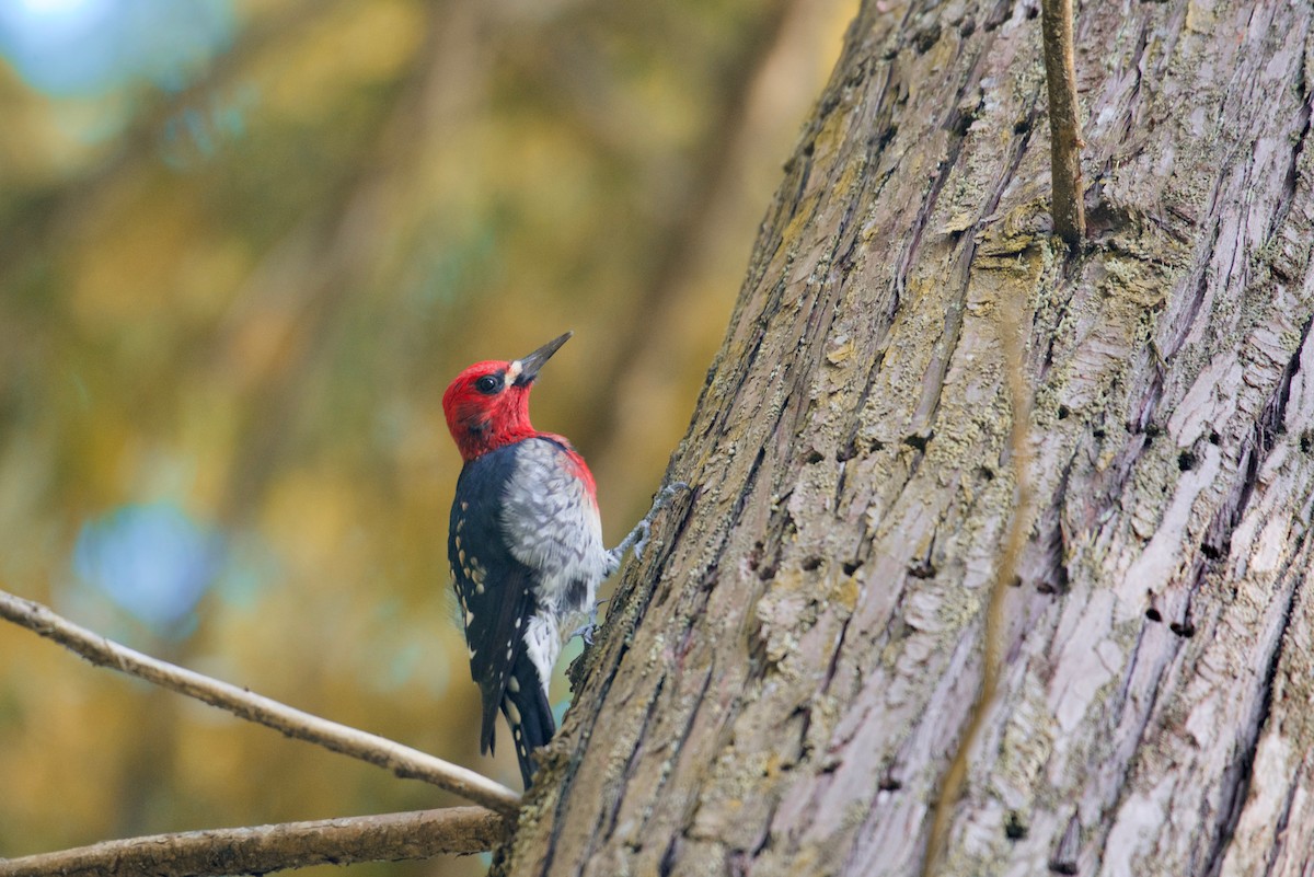 Red-breasted Sapsucker - ML625191250