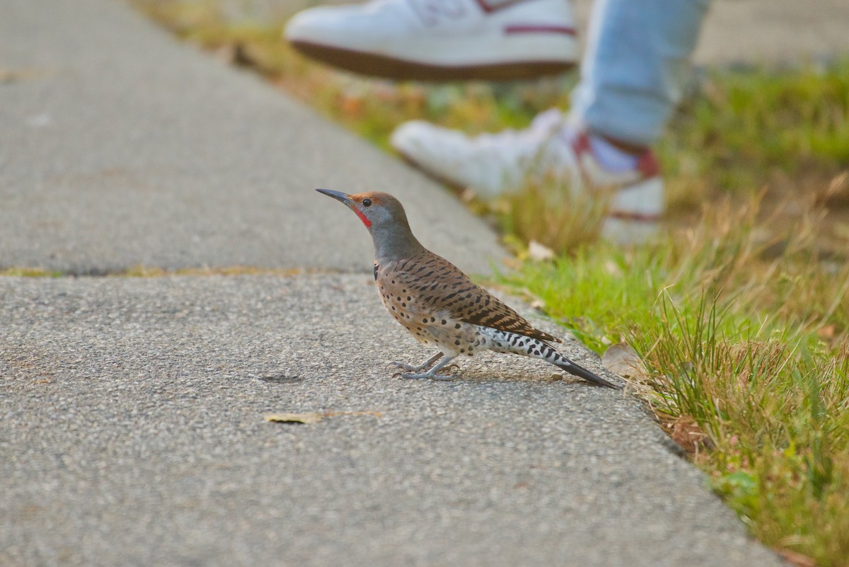 Northern Flicker - ML625191254