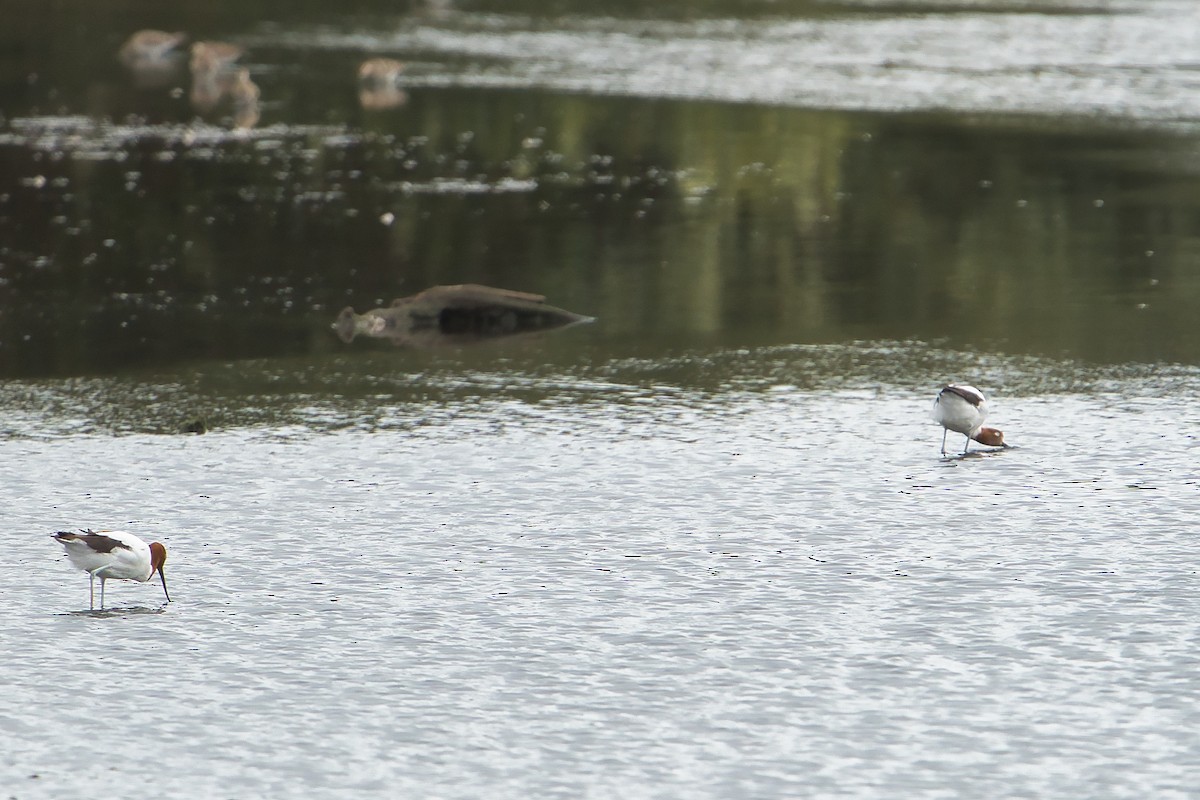 Red-necked Avocet - ML625191307