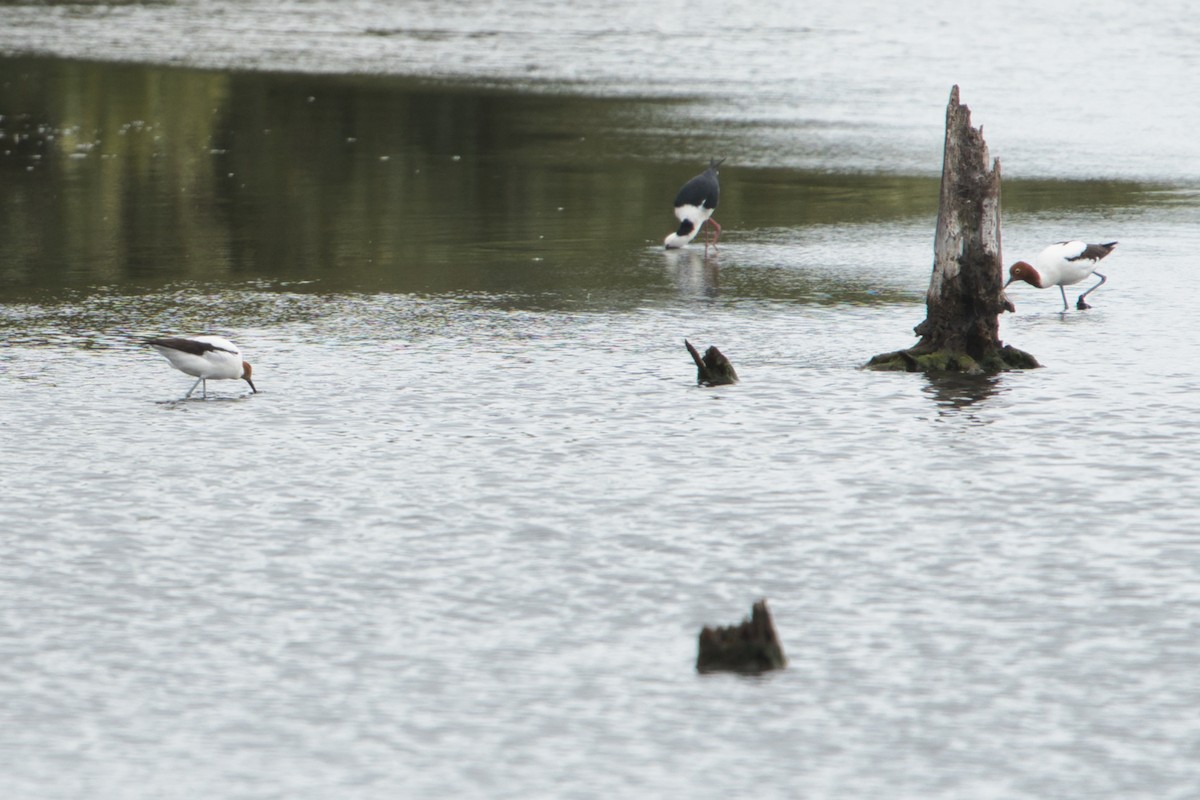 Red-necked Avocet - ML625191309