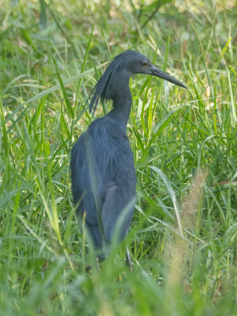 Black Heron - ML625191365