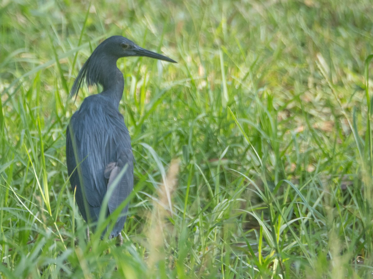 Black Heron - ML625191366