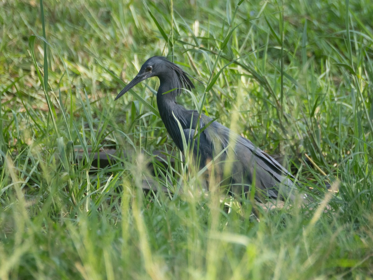 Black Heron - ML625191367