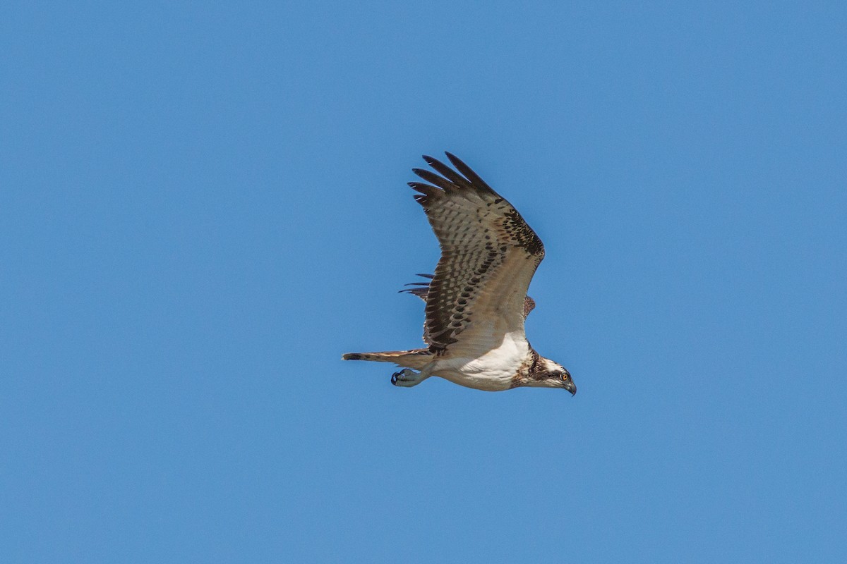 Balbuzard pêcheur - ML625191495