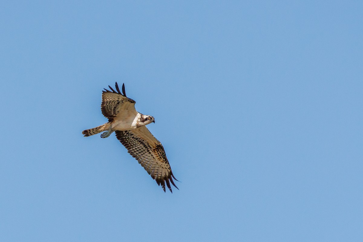 Balbuzard pêcheur - ML625191498